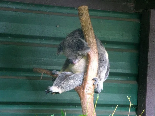 Mau Banget Bawa Koala-Koala Ini Pulang! 55