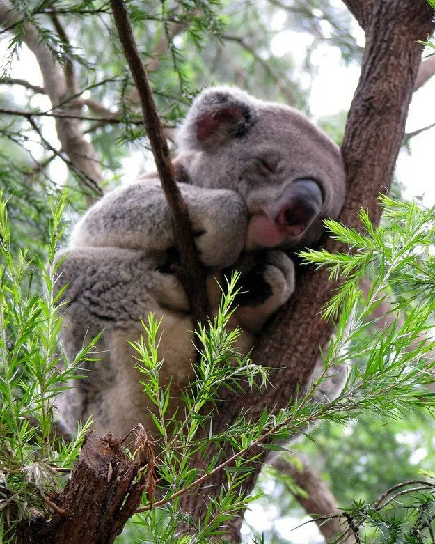 Mau Banget Bawa Koala-Koala Ini Pulang! 48