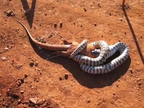 38 Hal Gila Yang Akan Kamu Temui di Australia 56