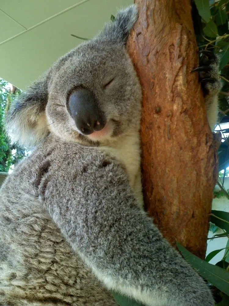 Mau Banget Bawa Koala-Koala Ini Pulang! 51