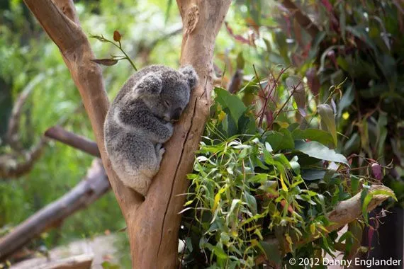 Mau Banget Bawa Koala-Koala Ini Pulang! 74