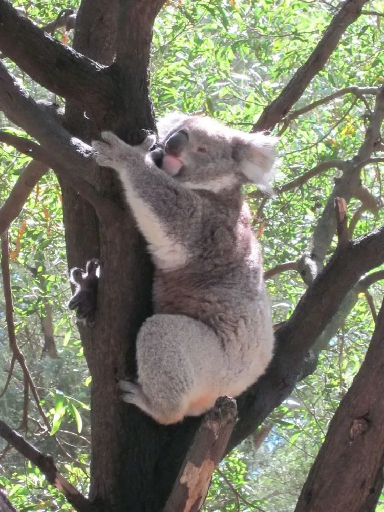 Mau Banget Bawa Koala-Koala Ini Pulang! 88