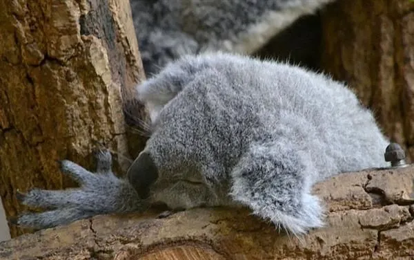 Mau Banget Bawa Koala-Koala Ini Pulang! 78
