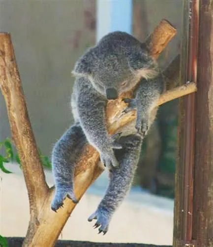 Mau Banget Bawa Koala-Koala Ini Pulang! 69