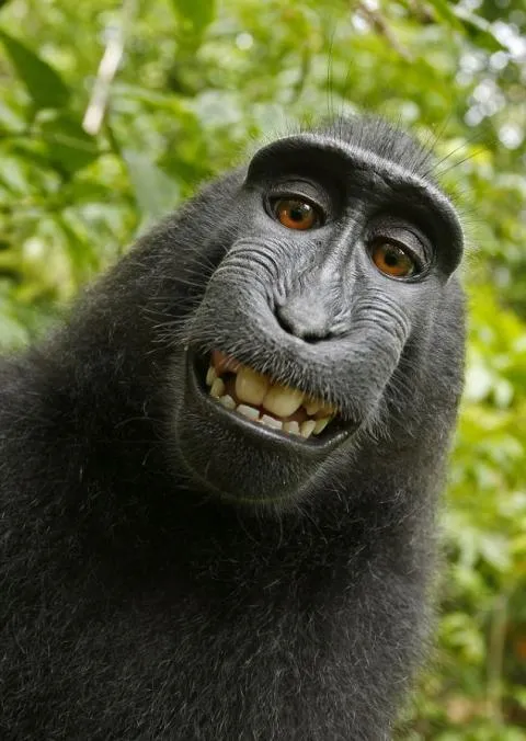 20 Selfie Menggemaskan dari Para Hewan 30