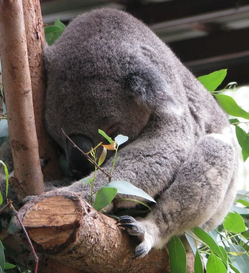 Mau Banget Bawa Koala-Koala Ini Pulang! 62