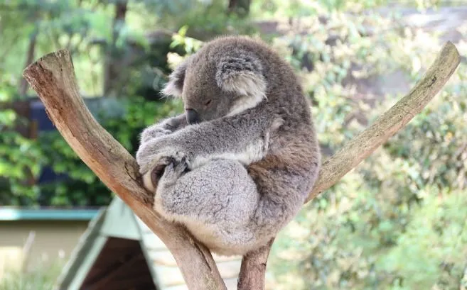 Mau Banget Bawa Koala-Koala Ini Pulang! 82