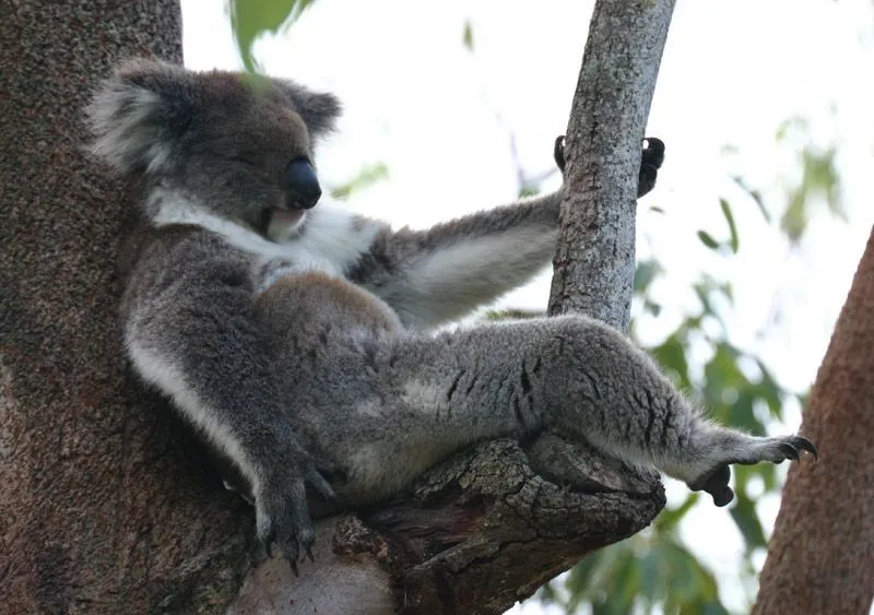 Mau Banget Bawa Koala-Koala Ini Pulang! 79
