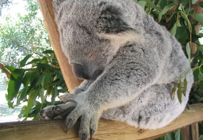 Mau Banget Bawa Koala-Koala Ini Pulang! 73