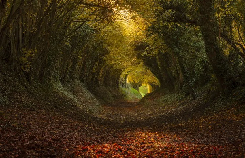 Terowongan Pepohonan Paling Menakjubkan di Dunia 42 http://www.photobotos.com/tunnel-of-trees/