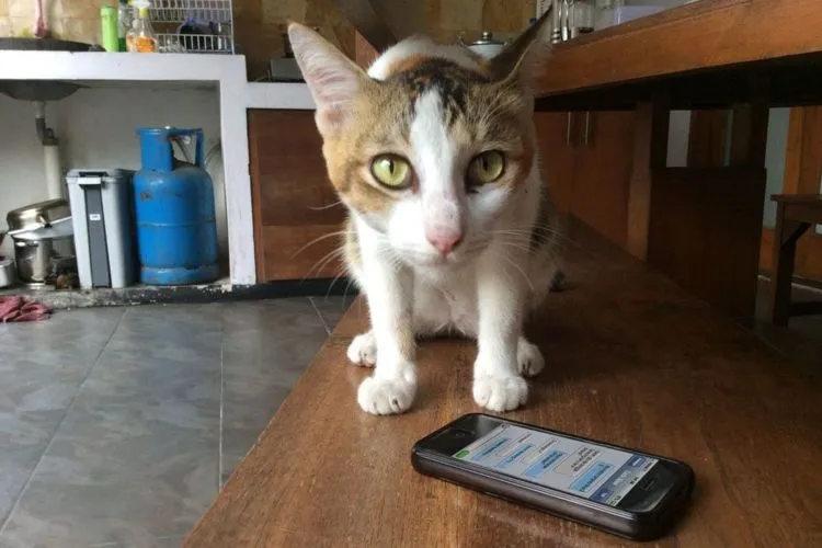 21 Kejadian Kocak Kalau Kucing Bisa SMS-an Sama Kamu 42