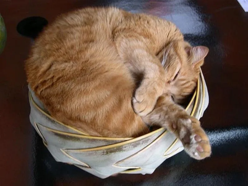 Lagi Suntuk Sama Kerjaanmu? Ayo Main Sama Kucing-Kucing Ini! 41