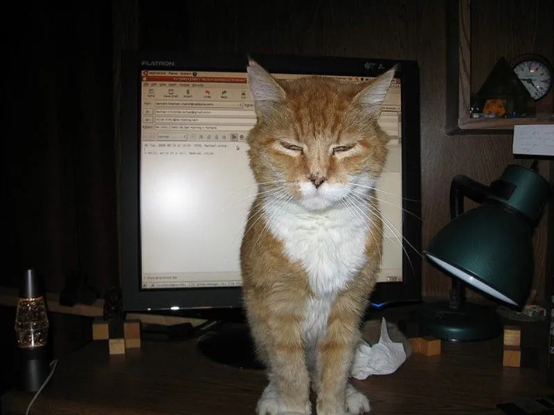 Lagi Suntuk Sama Kerjaanmu? Ayo Main Sama Kucing-Kucing Ini! 50