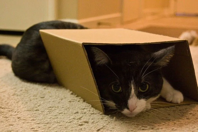 Lagi Suntuk Sama Kerjaanmu? Ayo Main Sama Kucing-Kucing Ini! 45