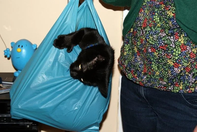 Lagi Suntuk Sama Kerjaanmu? Ayo Main Sama Kucing-Kucing Ini! 43