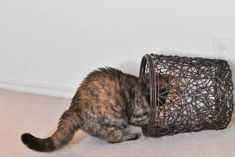Lagi Suntuk Sama Kerjaanmu? Ayo Main Sama Kucing-Kucing Ini! 42