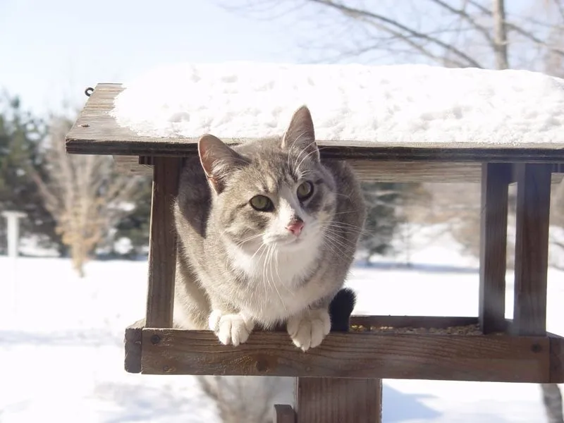 Lagi Suntuk Sama Kerjaanmu? Ayo Main Sama Kucing-Kucing Ini! 48