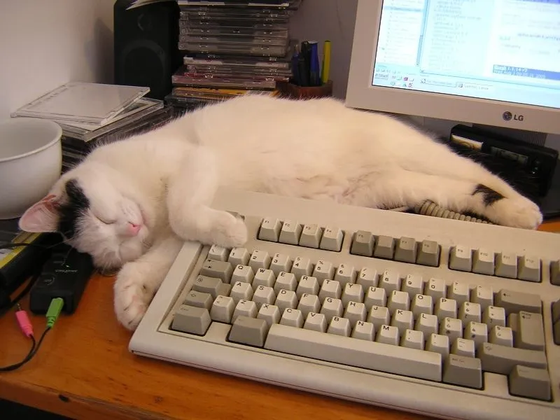 Lagi Suntuk Sama Kerjaanmu? Ayo Main Sama Kucing-Kucing Ini! 49