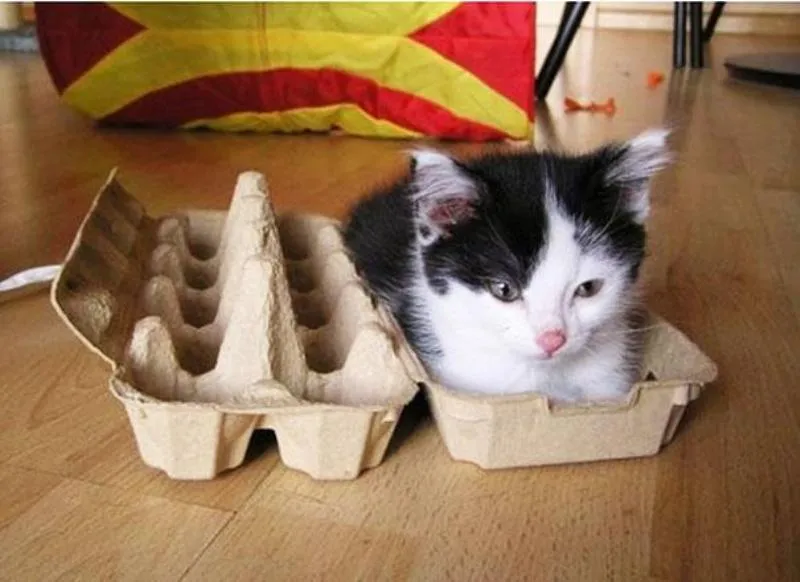 Lagi Suntuk Sama Kerjaanmu? Ayo Main Sama Kucing-Kucing Ini! 36