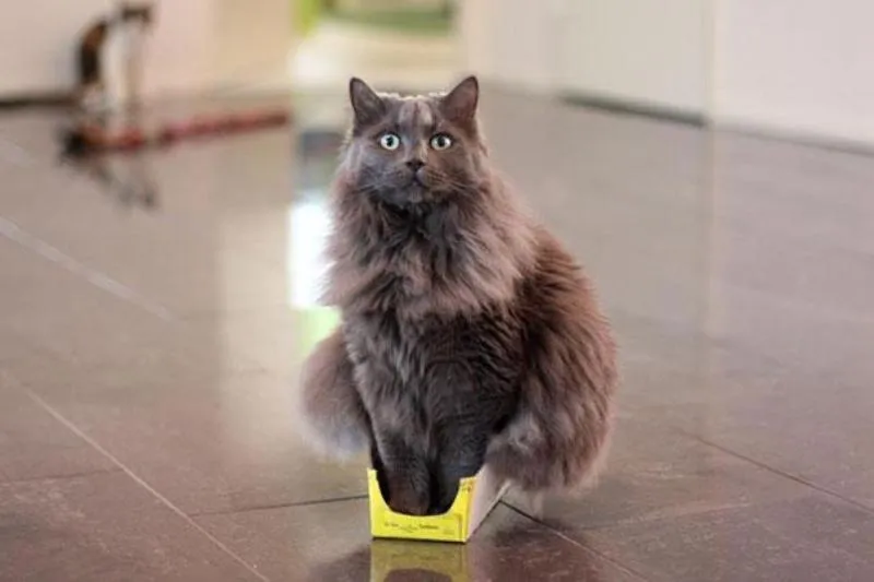 Lagi Suntuk Sama Kerjaanmu? Ayo Main Sama Kucing-Kucing Ini! 26