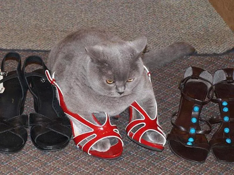 Lagi Suntuk Sama Kerjaanmu? Ayo Main Sama Kucing-Kucing Ini! 34
