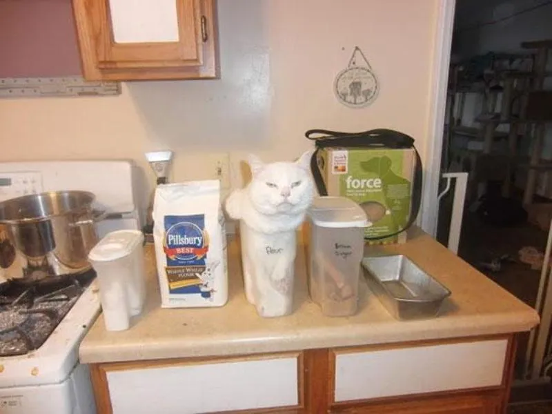 Lagi Suntuk Sama Kerjaanmu? Ayo Main Sama Kucing-Kucing Ini! 38