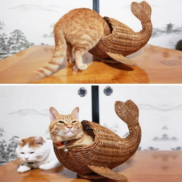 Lagi Suntuk Sama Kerjaanmu? Ayo Main Sama Kucing-Kucing Ini! 32