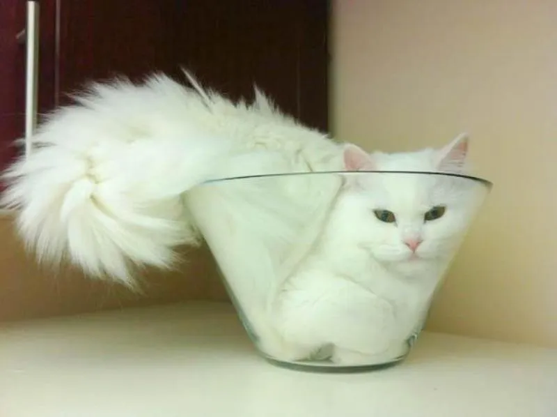Lagi Suntuk Sama Kerjaanmu? Ayo Main Sama Kucing-Kucing Ini! 37