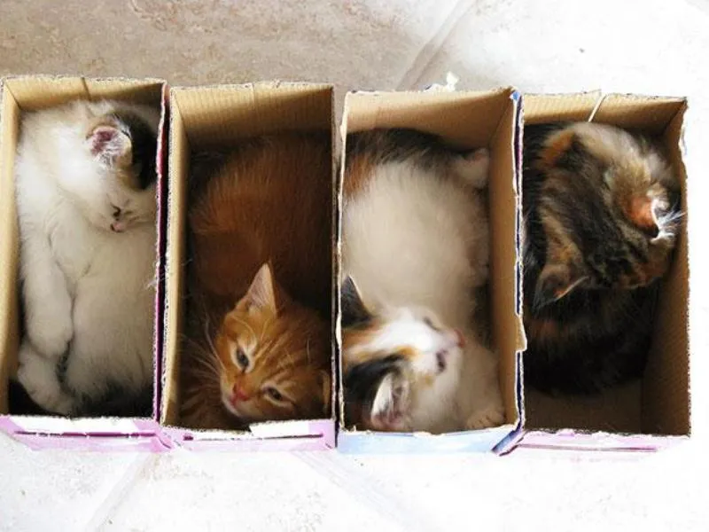 Lagi Suntuk Sama Kerjaanmu? Ayo Main Sama Kucing-Kucing Ini! 31