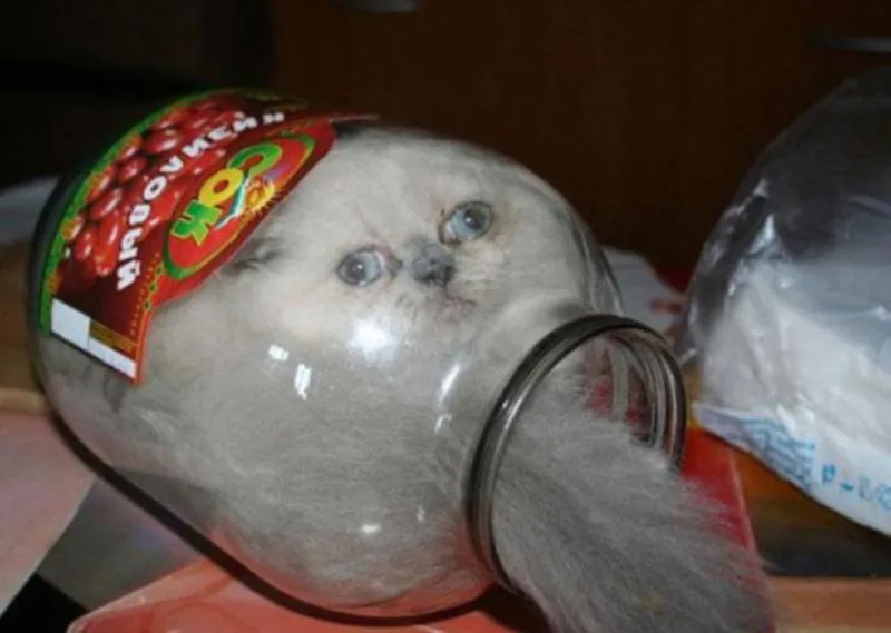Lagi Suntuk Sama Kerjaanmu? Ayo Main Sama Kucing-Kucing Ini! 35