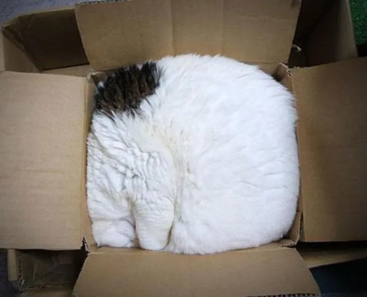 Lagi Suntuk Sama Kerjaanmu? Ayo Main Sama Kucing-Kucing Ini! 27
