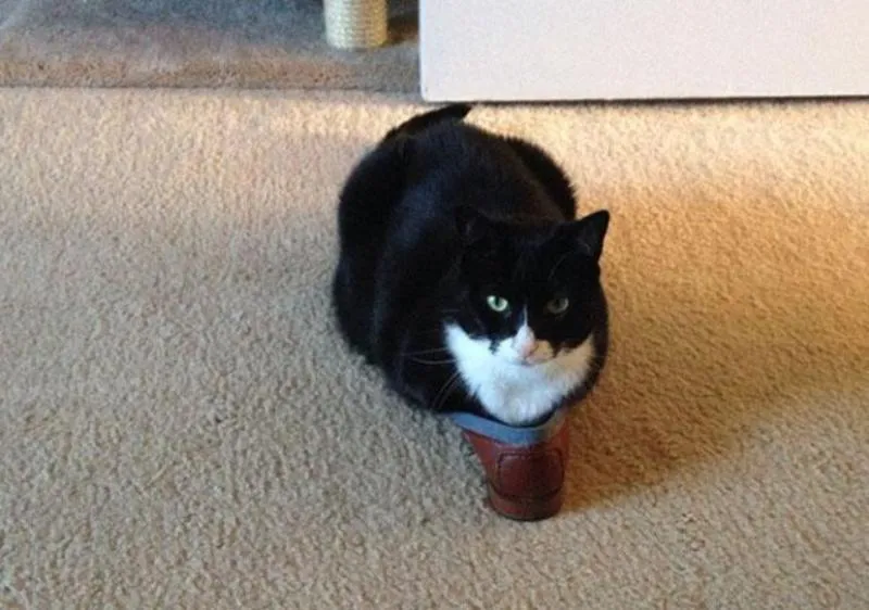 Lagi Suntuk Sama Kerjaanmu? Ayo Main Sama Kucing-Kucing Ini! 29