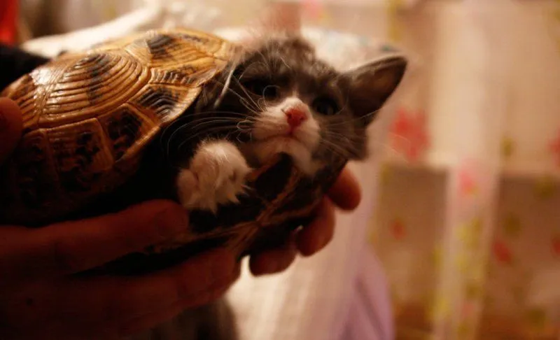 Lagi Suntuk Sama Kerjaanmu? Ayo Main Sama Kucing-Kucing Ini! 40