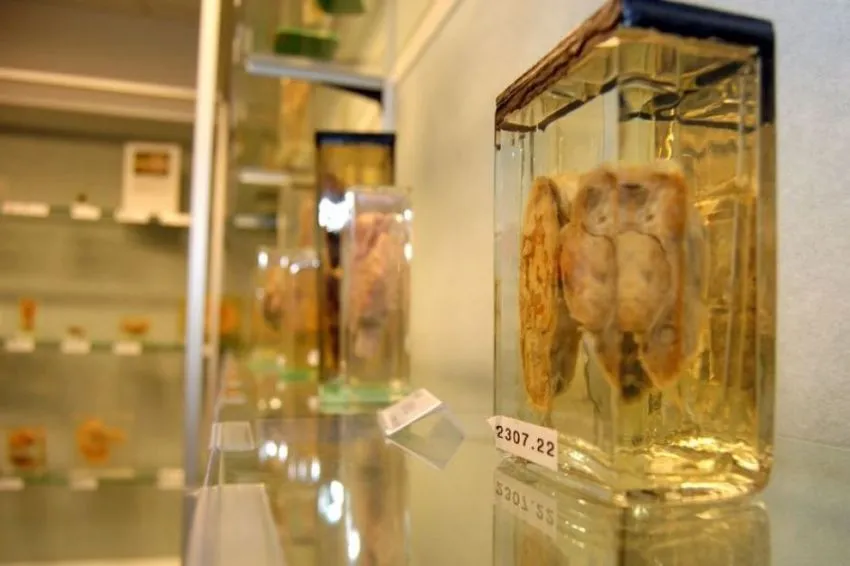 15 Museum Unik di Dunia, Cocok Jadi Destinasi Wisata 26
