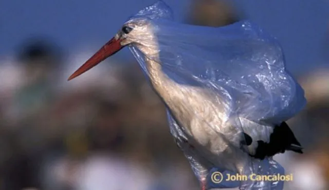 Masih suka mengonsumsi plastik? Pikir lagi! 51