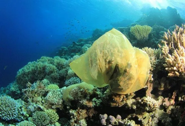 Masih suka mengonsumsi plastik? Pikir lagi! 50