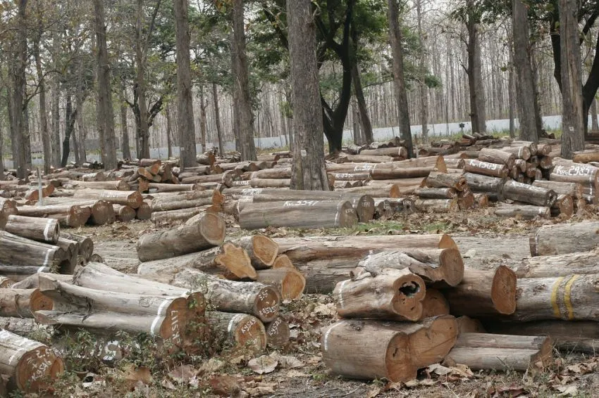 22 Alasan Kenapa Kamu Harus Peduli Pada Hutan, Pepohonan, Dan Lahan Terbuka Hijau di Sekitarmu 42