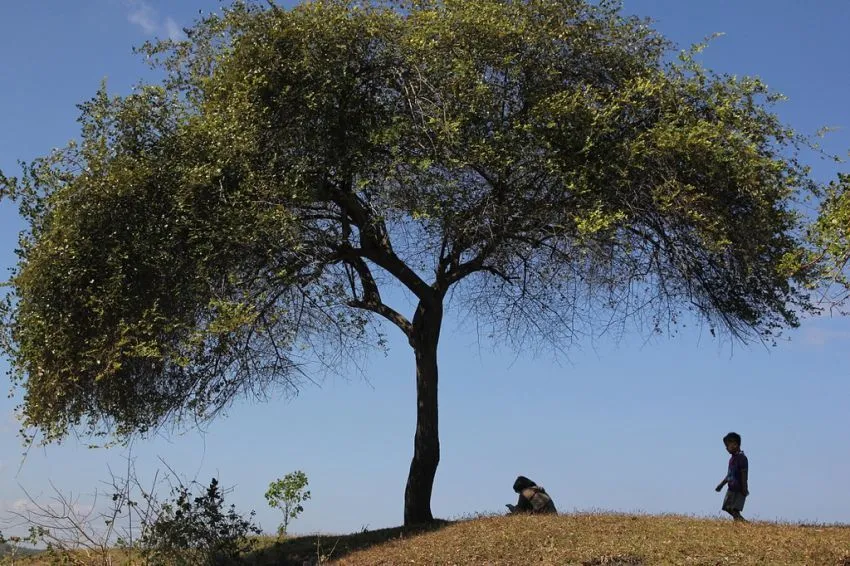 22 Alasan Kenapa Kamu Harus Peduli Pada Hutan, Pepohonan, Dan Lahan Terbuka Hijau di Sekitarmu 34