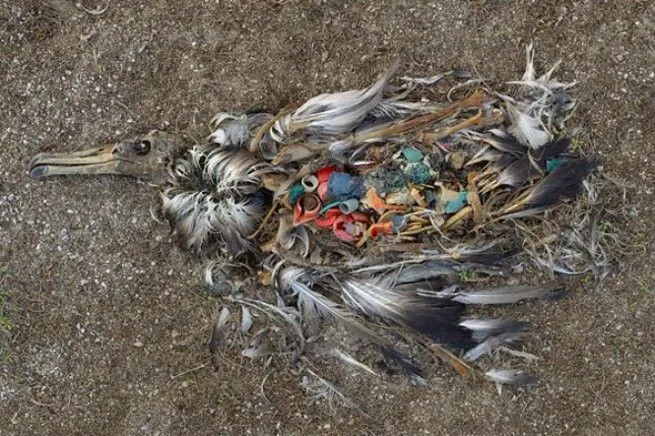 Masih suka mengonsumsi plastik? Pikir lagi! 45