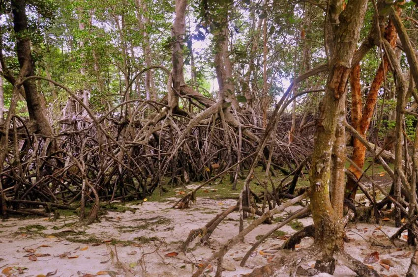 22 Alasan Kenapa Kamu Harus Peduli Pada Hutan, Pepohonan, Dan Lahan Terbuka Hijau di Sekitarmu 31