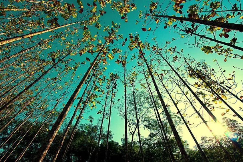 22 Alasan Kenapa Kamu Harus Peduli Pada Hutan, Pepohonan, Dan Lahan Terbuka Hijau di Sekitarmu 36