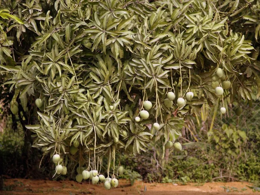 22 Alasan Kenapa Kamu Harus Peduli Pada Hutan, Pepohonan, Dan Lahan Terbuka Hijau di Sekitarmu 37