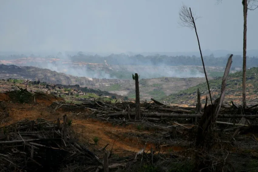 22 Alasan Kenapa Kamu Harus Peduli Pada Hutan, Pepohonan, Dan Lahan Terbuka Hijau di Sekitarmu 24