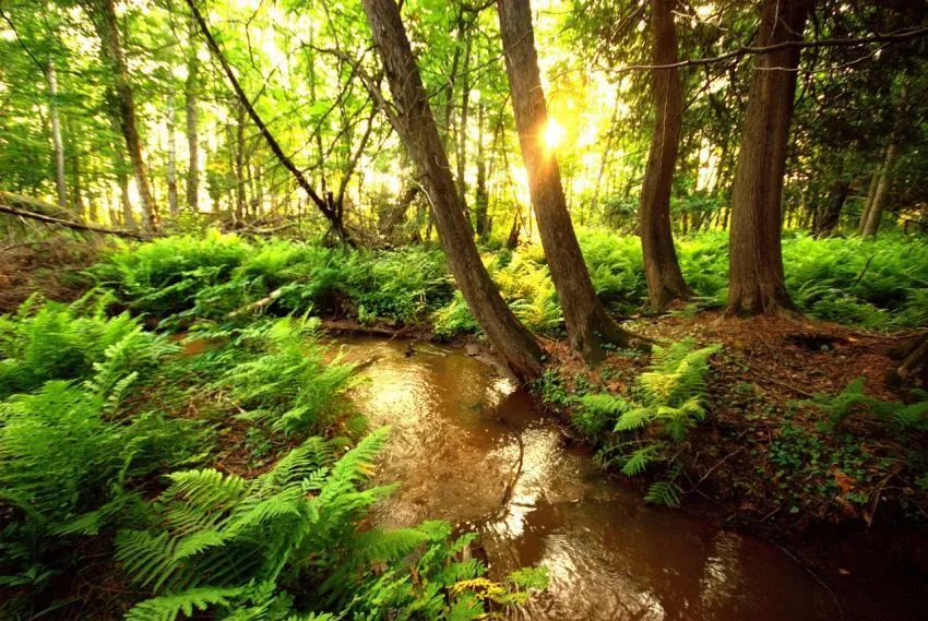 22 Alasan Kenapa Kamu Harus Peduli Pada Hutan, Pepohonan, Dan Lahan Terbuka Hijau di Sekitarmu 44