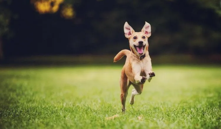 15 Hal yang Gak Pernah Dirasakan Oleh Mereka yang Belum Pernah Memelihara Anjing 36