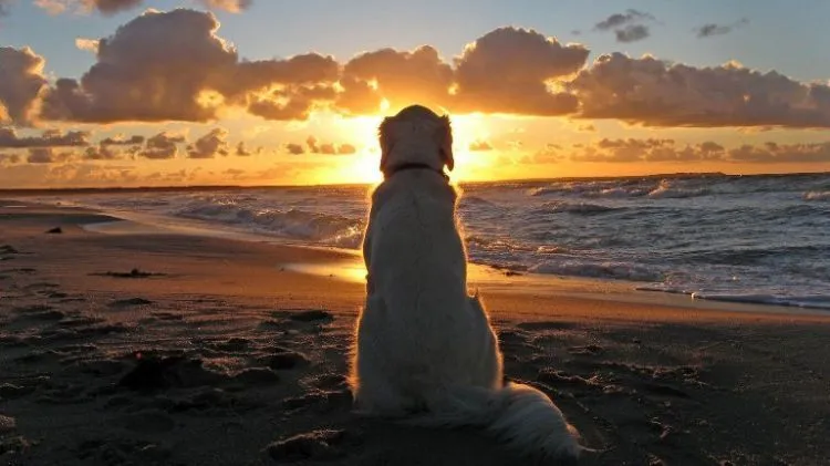15 Hal yang Gak Pernah Dirasakan Oleh Mereka yang Belum Pernah Memelihara Anjing 35