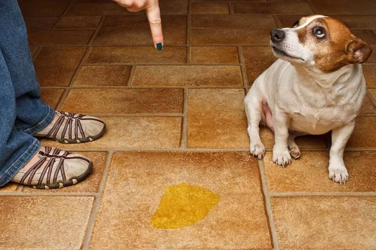 15 Hal yang Gak Pernah Dirasakan Oleh Mereka yang Belum Pernah Memelihara Anjing 20