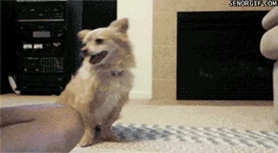 15 Hal yang Gak Pernah Dirasakan Oleh Mereka yang Belum Pernah Memelihara Anjing 24