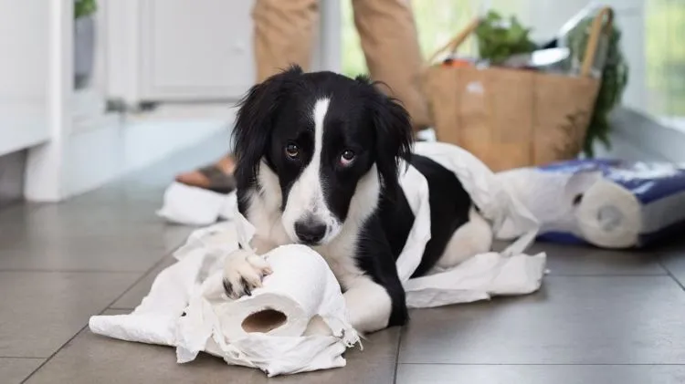 15 Hal yang Gak Pernah Dirasakan Oleh Mereka yang Belum Pernah Memelihara Anjing 25