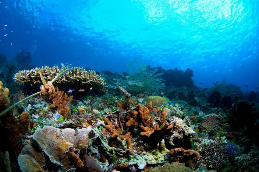 10 Diving Spot Indonesia Terbaik yang Wajib Kamu Jelajahi 17